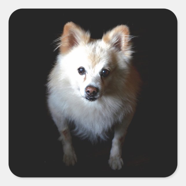 Pomeranian Dog in Dark Square Sticker (Front)