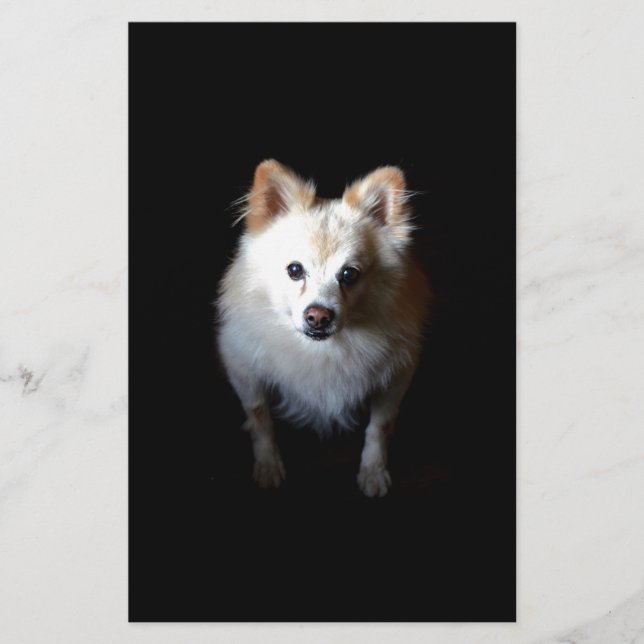 Pomeranian Dog in Dark Stationery (Front)
