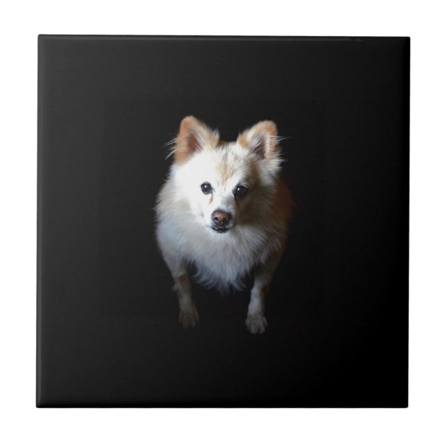 Pomeranian Dog in Dark Tile (Front)