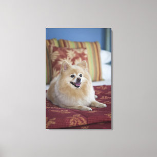 Pomeranian dog in pet friendly hotel room canvas print