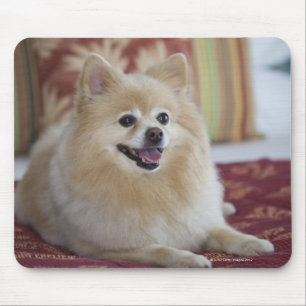Pomeranian dog in pet friendly hotel room mouse mat
