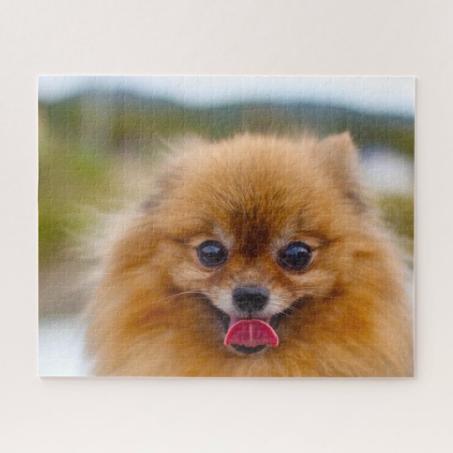 Pomeranian Dog. Jigsaw Puzzle (Horizontal)