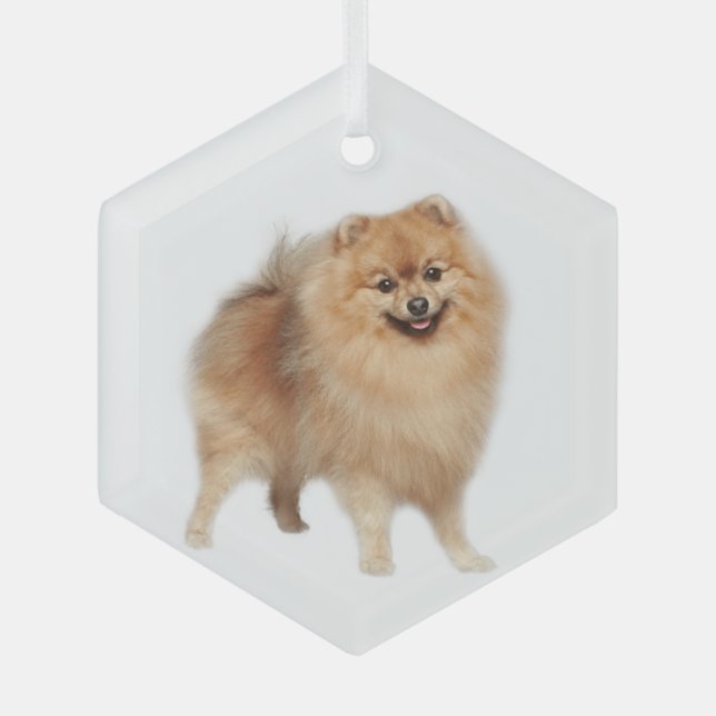 Pomeranian Dog Pet Animal  Glass Ornament (Front)