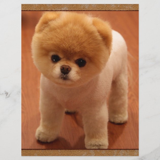 pomeranian dog small puppy