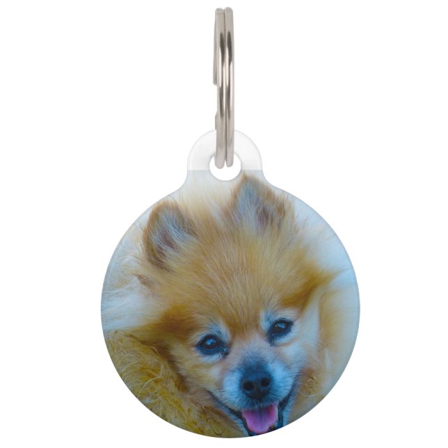 Pomeranian Dog. Pet Tag (Front)