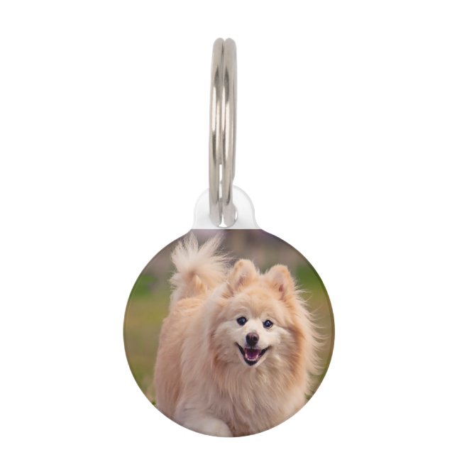 Pomeranian Dog. Pet Tag (Front)