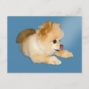Pomeranian Dog Postcard