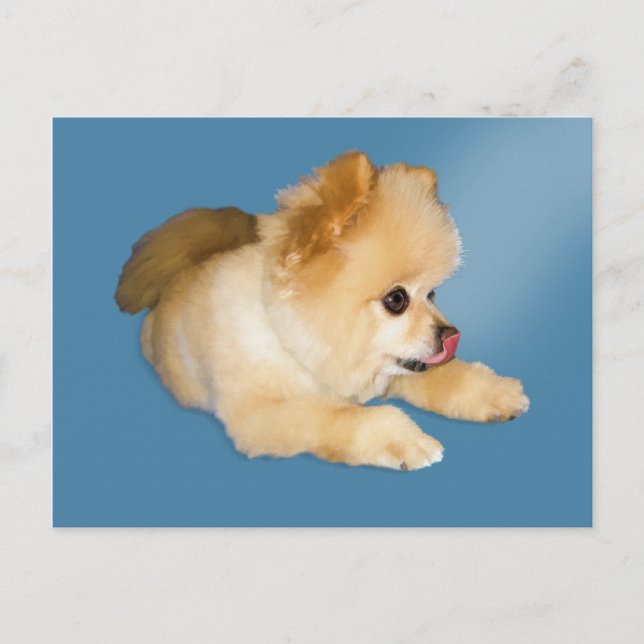 Pomeranian Dog Postcard (Front)