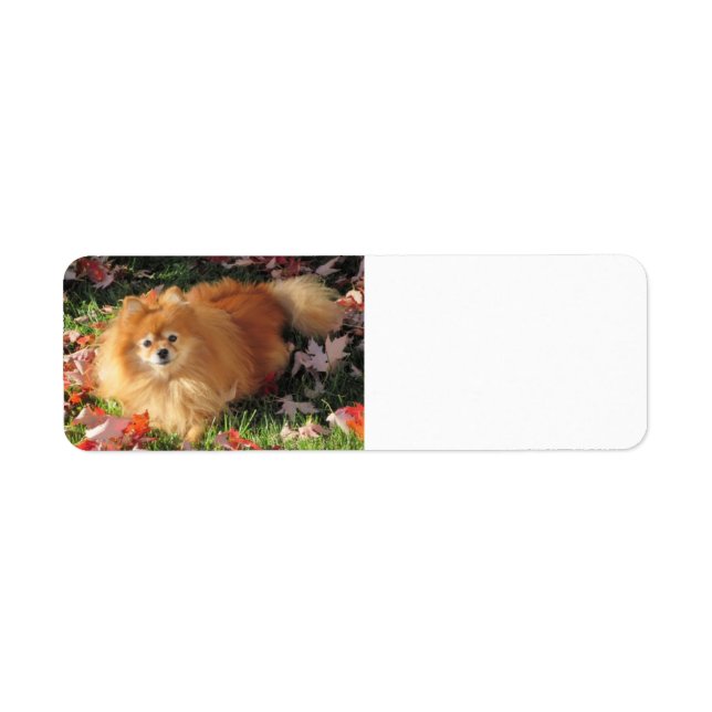 Pomeranian dog Return Address Label Autumn (Front)