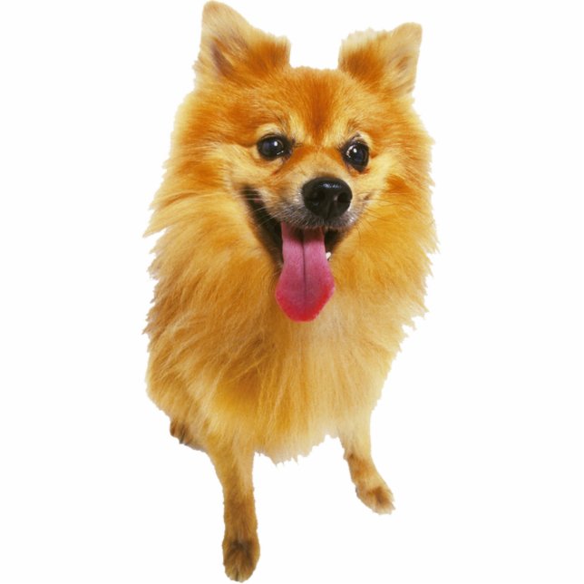 Pomeranian Dog Standing Photo Sculpture (Front)