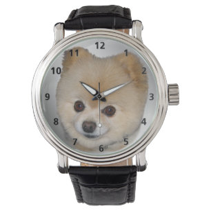 Pomeranian Dog Watch