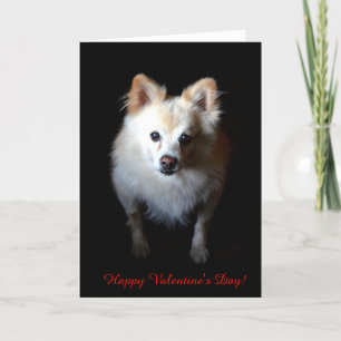 Pomeranian Dog Wishing Happy Valentine's day Card