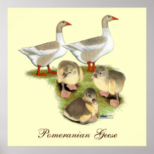 Pomeranian Goose Family Poster