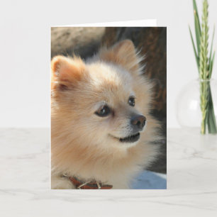 Pomeranian greeting card