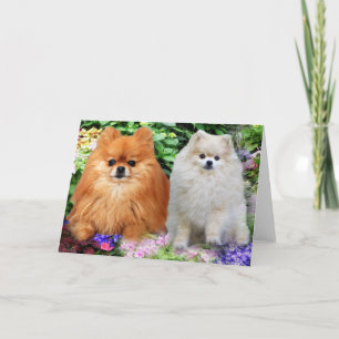 Pomeranian Greeting Card