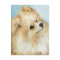 "Pomeranian Head Study Dog Art Postcard