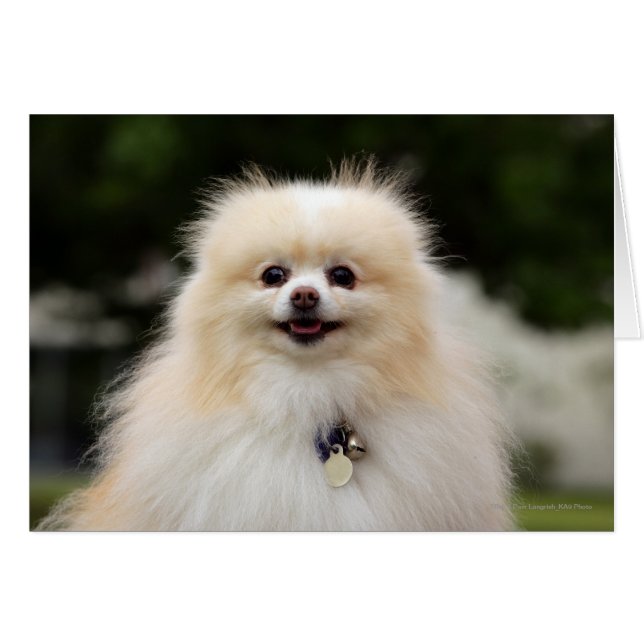 Pomeranian Headshot 1 (Front Horizontal)