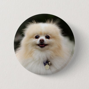 Pomeranian Headshot 1 6 Cm Round Badge