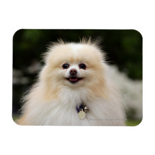 Pomeranian Headshot 1 Magnet