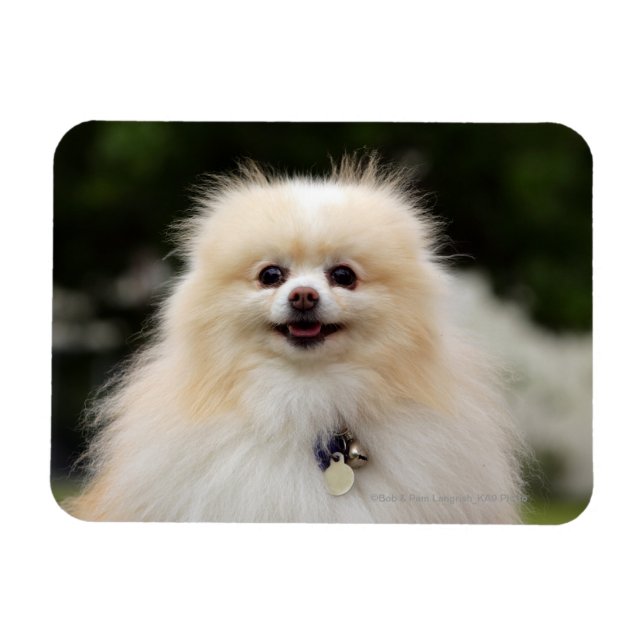 Pomeranian Headshot 1 Magnet (Horizontal)