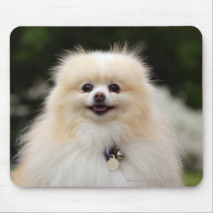 Pomeranian Headshot 1 Mouse Mat