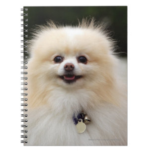 Pomeranian Headshot 1 Notebook