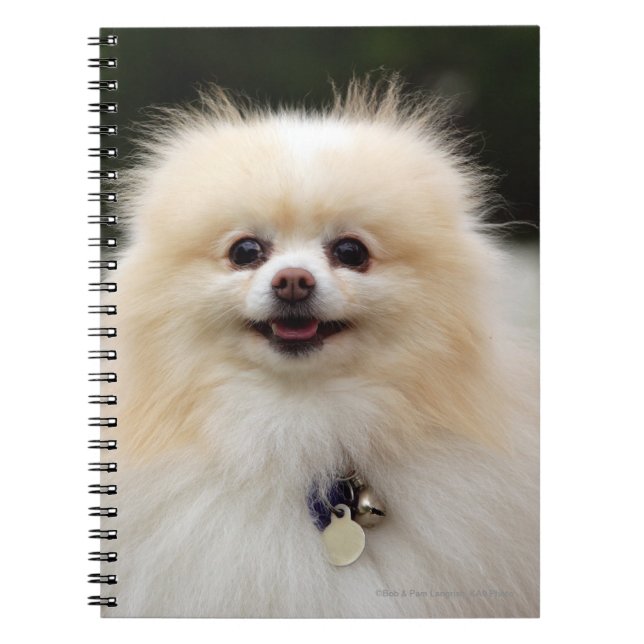 Pomeranian Headshot 1 Notebook (Front)