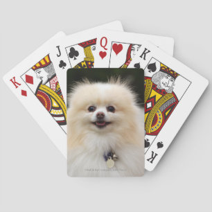 Pomeranian Headshot 1 Playing Cards