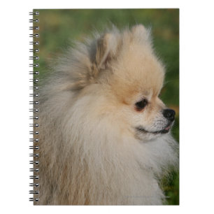 Pomeranian Headshot 2 Notebook