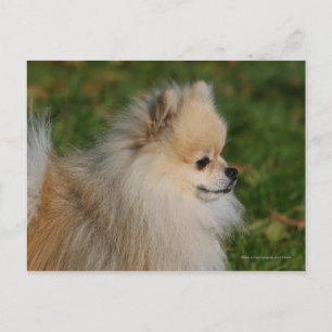 Pomeranian Headshot 2 Postcard