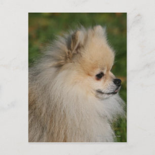 Pomeranian Headshot 2 Postcard