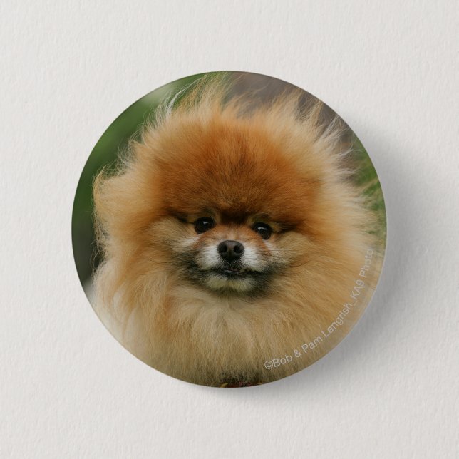 Pomeranian Headshot Looking at Camera 6 Cm Round Badge (Front)