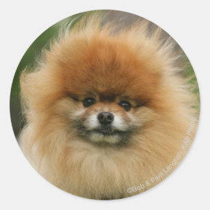 Pomeranian Headshot Looking at Camera Classic Round Sticker
