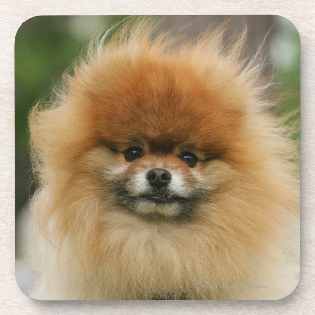 Pomeranian Headshot Looking at Camera Coaster (Front)