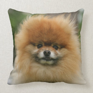 Pomeranian Headshot Looking at Camera Cushion