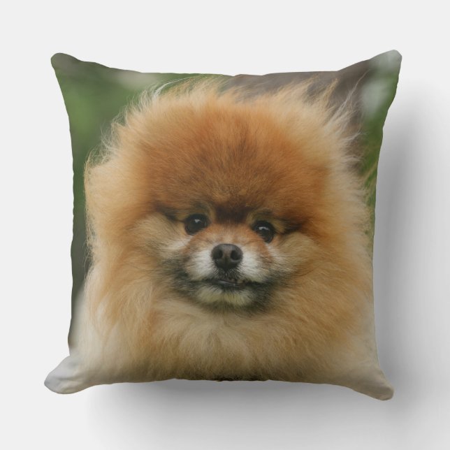 Pomeranian Headshot Looking at Camera Cushion (Front)