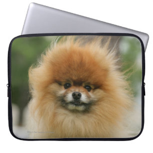 Pomeranian Headshot Looking at Camera Laptop Sleeve
