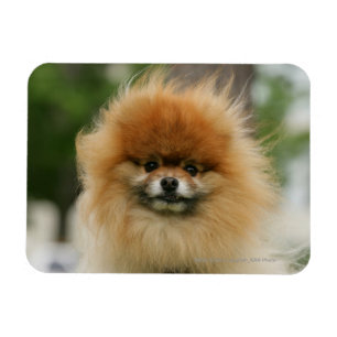 Pomeranian Headshot Looking at Camera Magnet