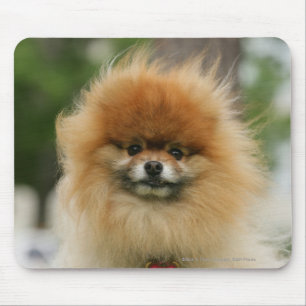 Pomeranian Headshot Looking at Camera Mouse Mat
