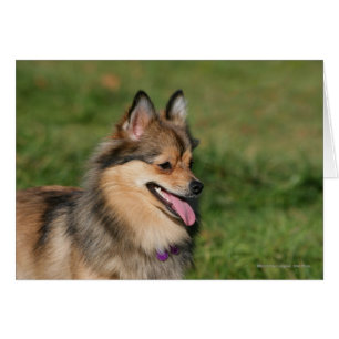 Pomeranian Headshot Panting