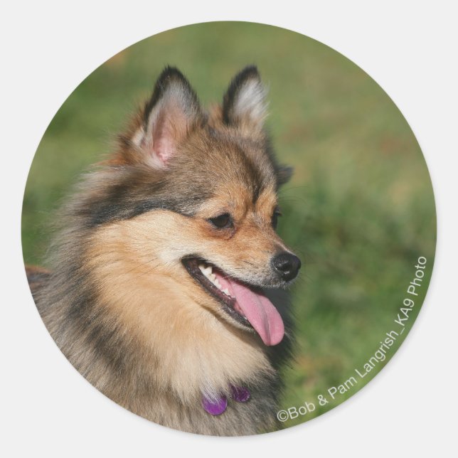 Pomeranian Headshot Panting Classic Round Sticker (Front)