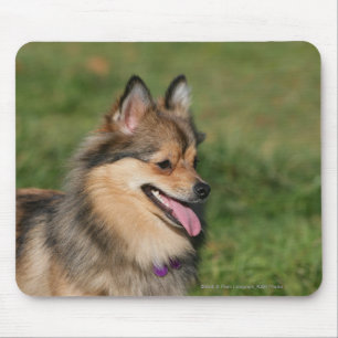 Pomeranian Headshot Panting Mouse Mat