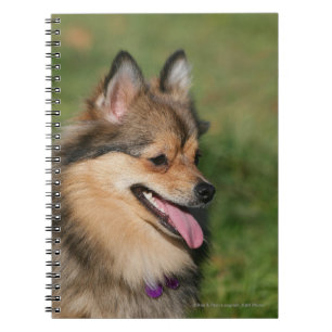 Pomeranian Headshot Panting Notebook