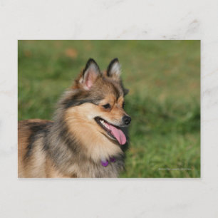 Pomeranian Headshot Panting Postcard