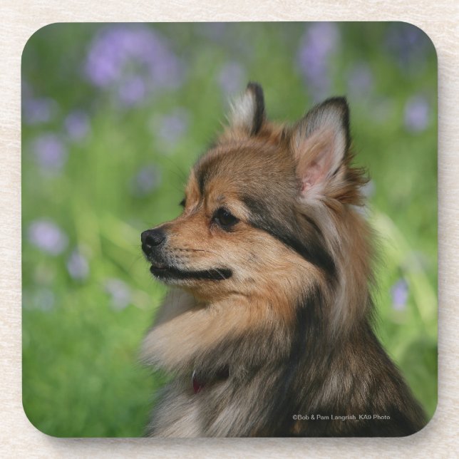 Pomeranian Headshot Sitting Coaster (Front)