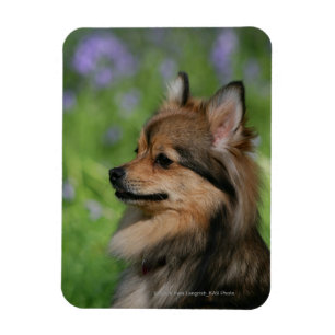 Pomeranian Headshot Sitting Magnet