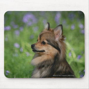 Pomeranian Headshot Sitting Mouse Mat