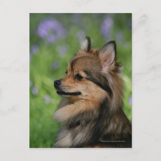 Pomeranian Headshot Sitting Postcard (Front)