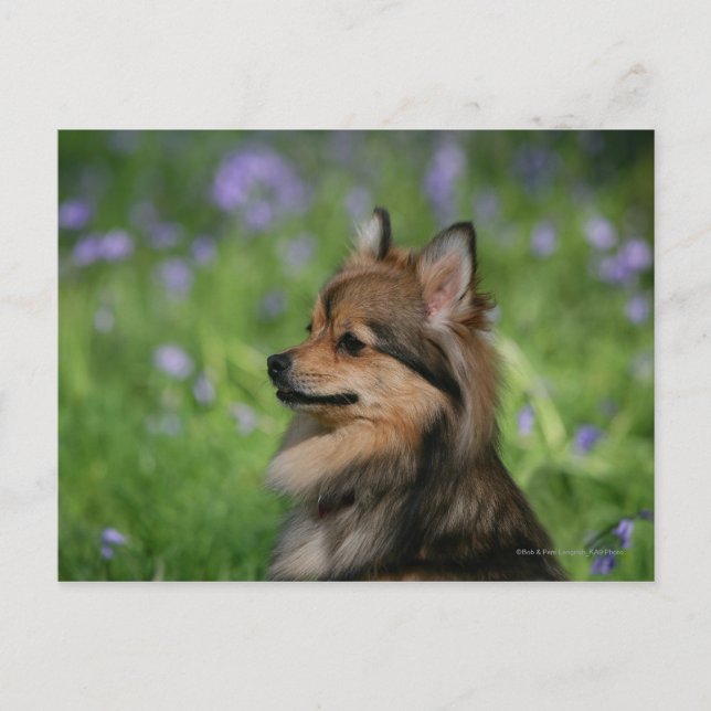 Pomeranian Headshot Sitting Postcard (Front)
