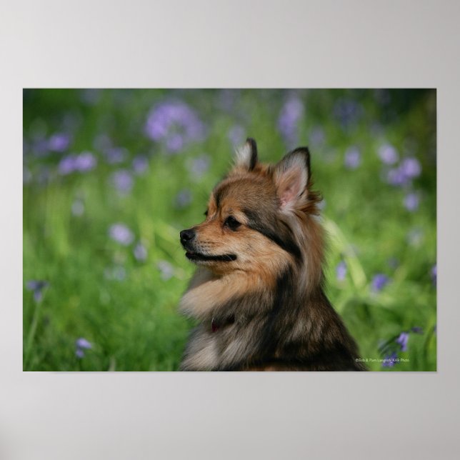 Pomeranian Headshot Sitting Poster (Front)
